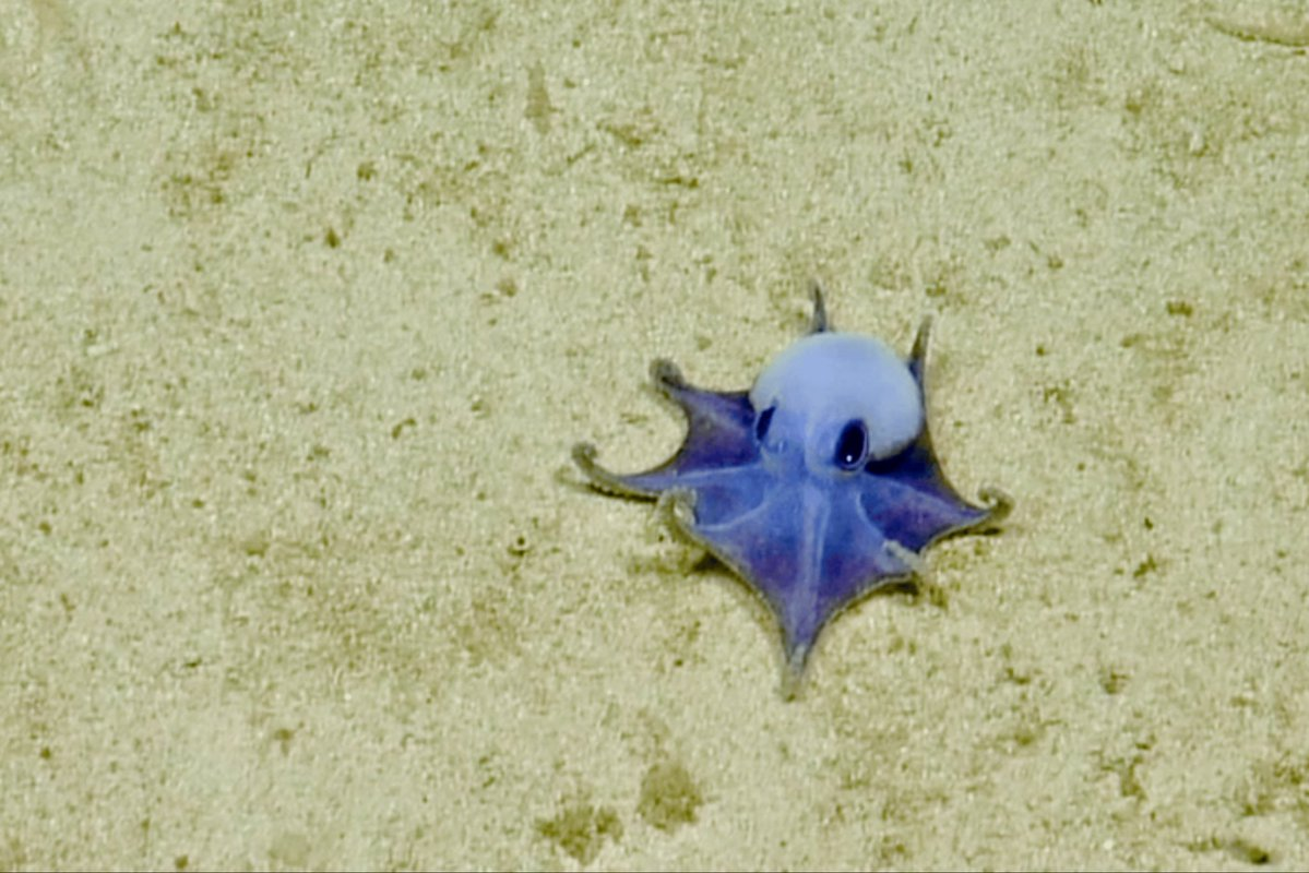Microeledone galapagensis — a tiny blue octopus on pale ocean floor